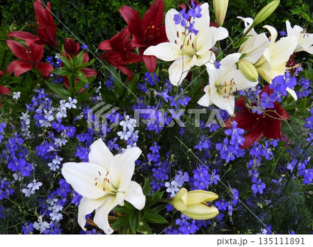 百合の花 百合の花 135111891