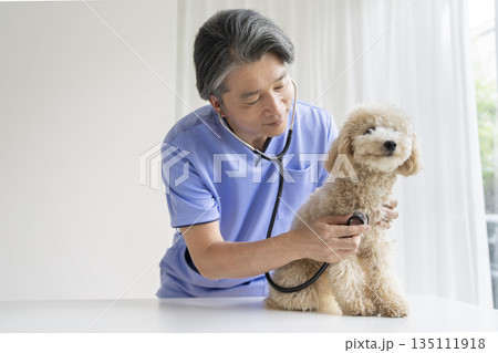 ビションプーの子犬(10ヶ月・女の子)を診察するベテランの獣医師 ビションプーの子犬(10ヶ月・女の子)を診察するベテランの獣医師 135111918
