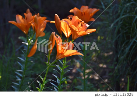 百合の花 百合の花 135112029