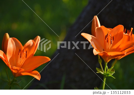 百合の花 135112033