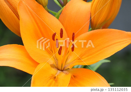 百合の花 135112035