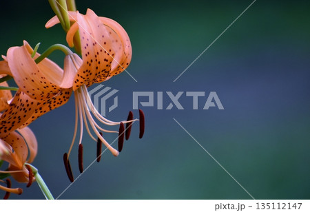 百合の花 百合の花 135112147