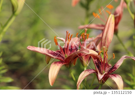 百合の花 百合の花 135112150