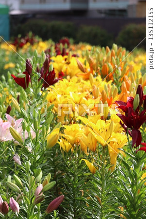 百合の花 135112155