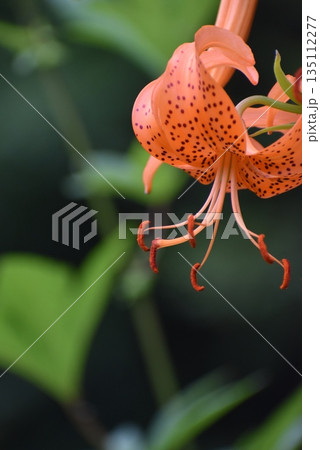 オレンジ色のユリの花 135112277