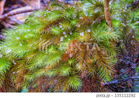 ヒノキゴケの仲間　屋久島白谷雲水峡(冬 135112292