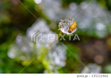 苔の胞子　屋久島白谷雲水峡(冬 135112402