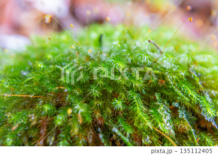 ヒノキゴケの仲間 屋久島白谷雲水峡(冬 ヒノキゴケの仲間 屋久島白谷雲水峡(冬 135112405