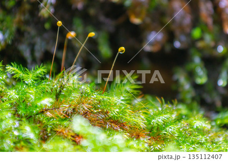 苔の胞子 屋久島白谷雲水峡(冬 苔の胞子 屋久島白谷雲水峡(冬 135112407