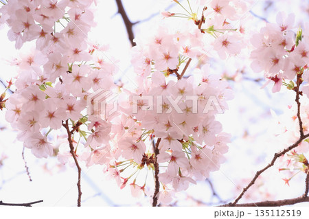 さくらの花 135112519