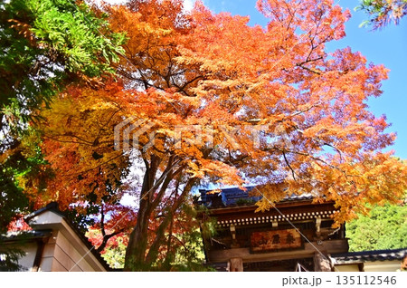 紅葉のもみじと龍洞院の山門 紅葉のもみじと龍洞院の山門 135112546