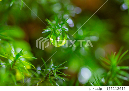 スギゴケの仲間　屋久島白谷雲水峡(冬 135112613
