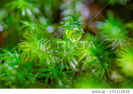 スギゴケの仲間 屋久島白谷雲水峡(冬 スギゴケの仲間 屋久島白谷雲水峡(冬 135112616