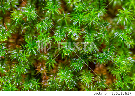 スギゴケの仲間 屋久島白谷雲水峡(冬 スギゴケの仲間 屋久島白谷雲水峡(冬 135112617