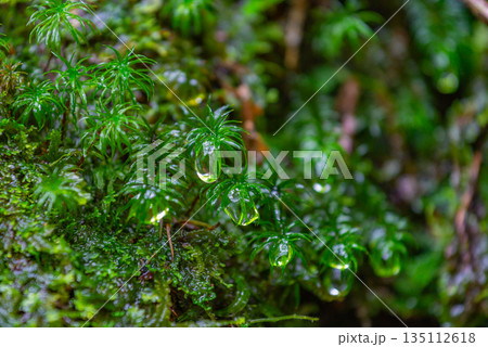 スギゴケの仲間 屋久島白谷雲水峡(冬 スギゴケの仲間 屋久島白谷雲水峡(冬 135112618
