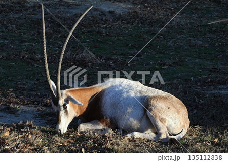 シロオリックス　Oryx dammah 135112838
