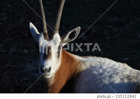 シロオリックス　Oryx dammah 135112842