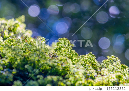 岩に生えたコケ 屋久島白谷雲水峡(冬 岩に生えたコケ 屋久島白谷雲水峡(冬 135112882