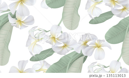 Floral seamless pattern, white plumeria flowers with leaves on white 135113013