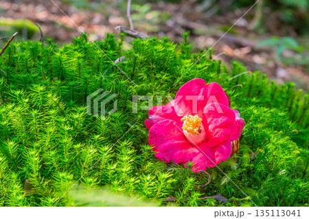 苔の群落　椿の花　屋久島白谷雲水峡(冬 135113041
