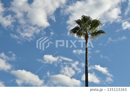 ヤシの木と青空と雲のある風景 ヤシの木と青空と雲のある風景 135113163