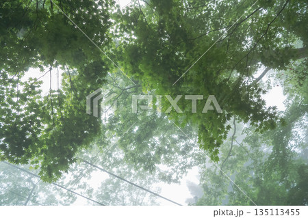 various various 135113455