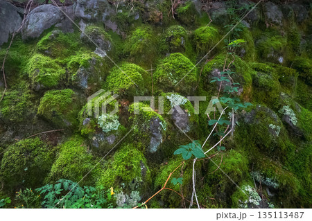 various various 135113487