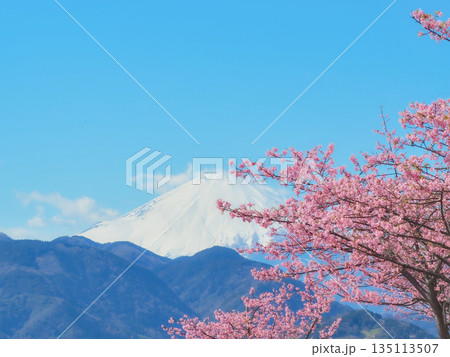 桜　富士山　空 135113507
