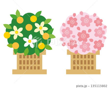 ひな祭り 右近の橘と左近の桜の雛飾りイラスト 135113802