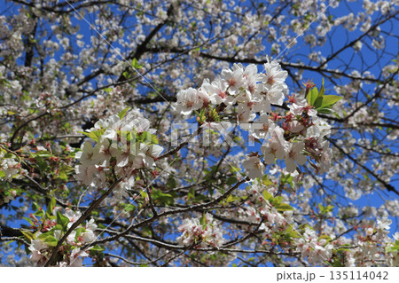 青空と満開の桜 135114042