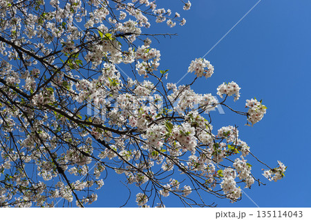 青空と満開の桜 135114043