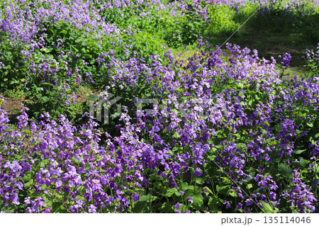 春の花畑 春の花畑 135114046