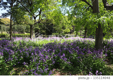 春の花畑 135114048