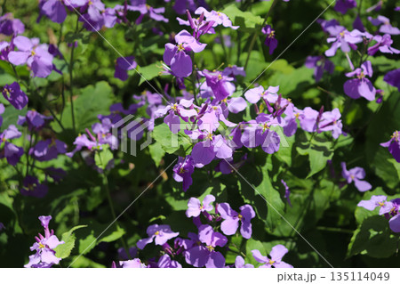 春の花畑 135114049
