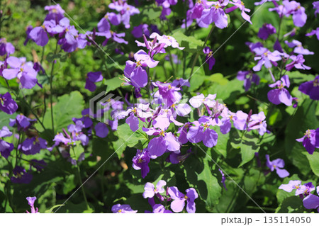 春の花畑 春の花畑 135114050