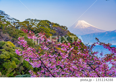 （静岡県）早春の河津桜　駿河湾越しの富士山 135114288