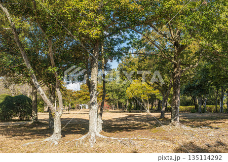 国営平城宮跡歴史公園　公園内の樹林風景　奈良市 135114292
