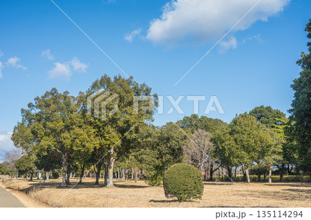 国営平城宮跡歴史公園 公園内の樹林風景 奈良市 国営平城宮跡歴史公園 公園内の樹林風景 奈良市 135114294