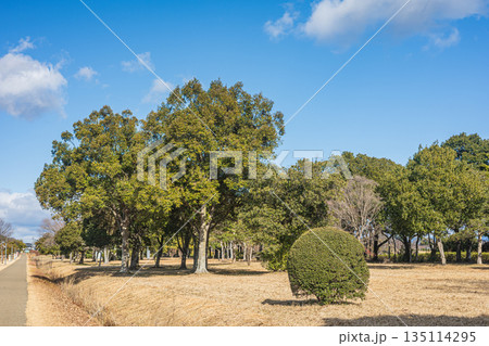 国営平城宮跡歴史公園　公園内の樹林風景　奈良市 135114295