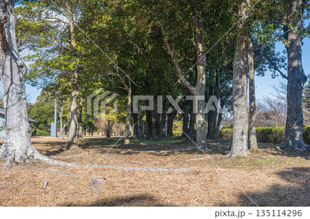 国営平城宮跡歴史公園　公園内の樹林風景　奈良市 135114296