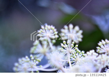 ヤツデの花 135114425