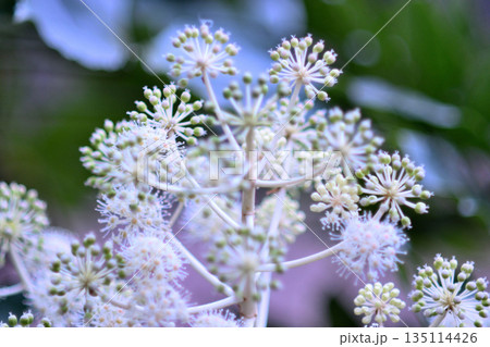 ヤツデの花 ヤツデの花 135114426