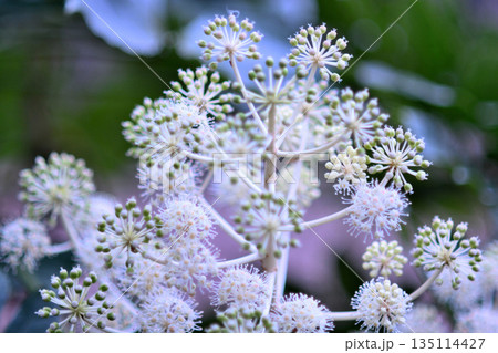 ヤツデの花 ヤツデの花 135114427