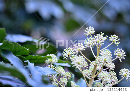 ヤツデの花 135114428