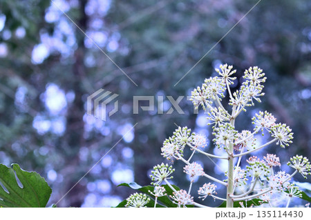 ヤツデの花 ヤツデの花 135114430