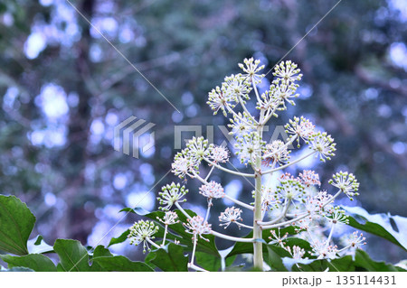 ヤツデの花 135114431