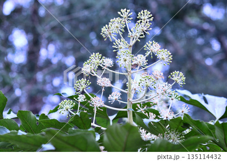 ヤツデの花 135114432