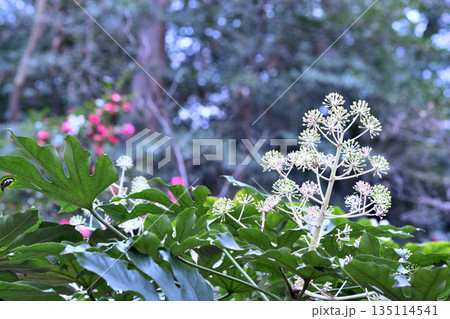 ヤツデの花 135114541