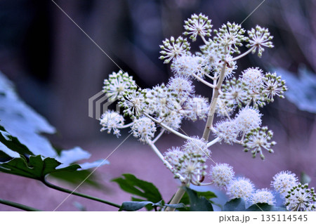 ヤツデの花 135114545