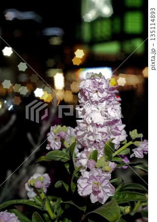 ライトアップされた花 135114893
